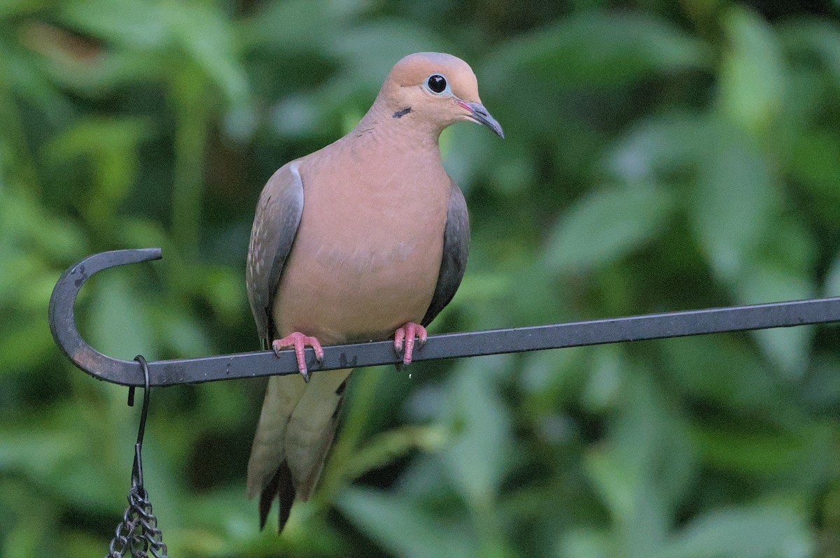 Mourning Dove - Robert Howard