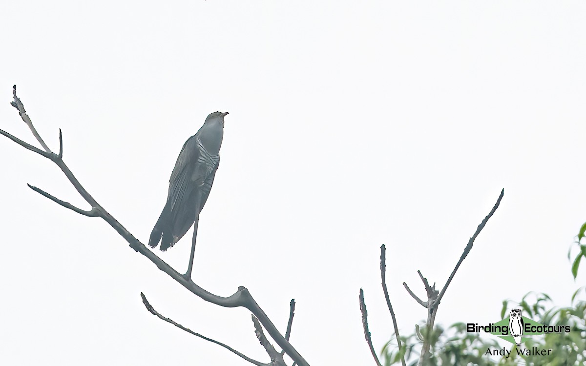 Common Cuckoo - ML620741978