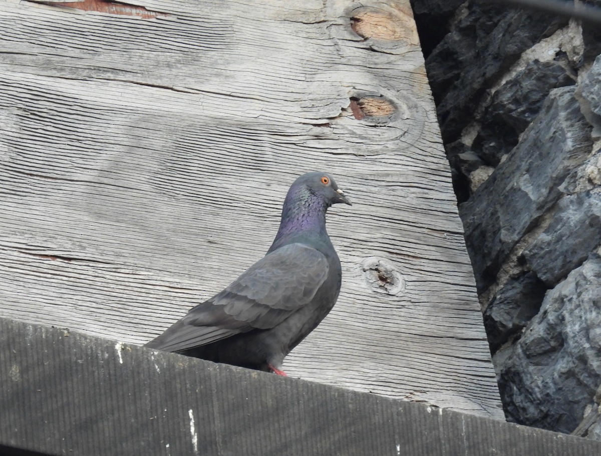 Rock Pigeon (Feral Pigeon) - ML620741987