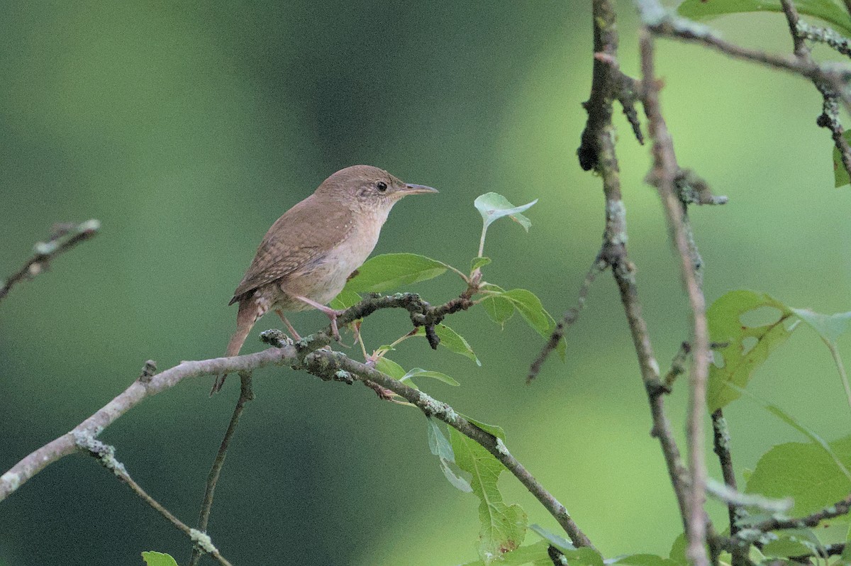 Chochín Criollo - ML620741988