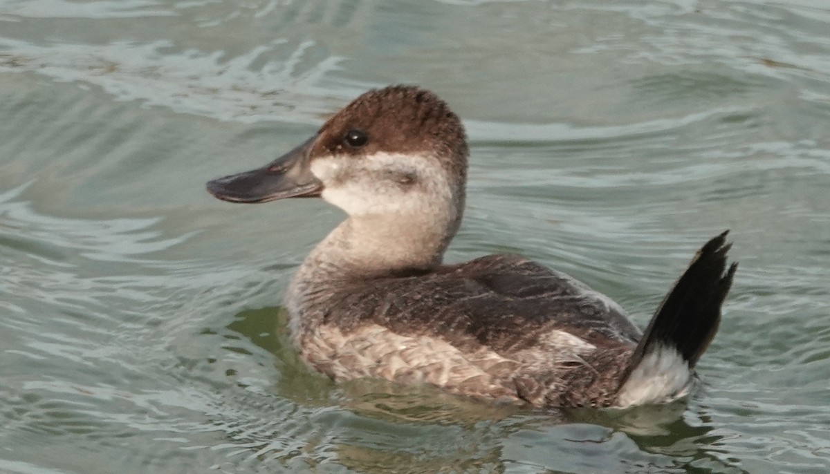 Ruddy Duck - ML620741990