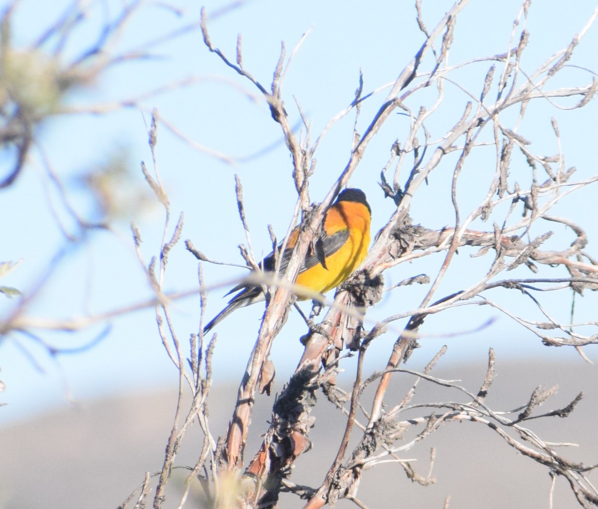 Black-hooded Sierra Finch - ML620741991