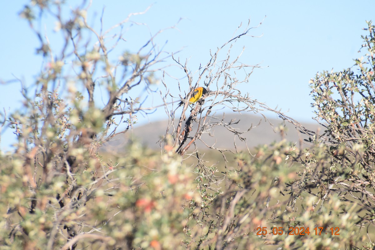 Black-hooded Sierra Finch - ML620741992