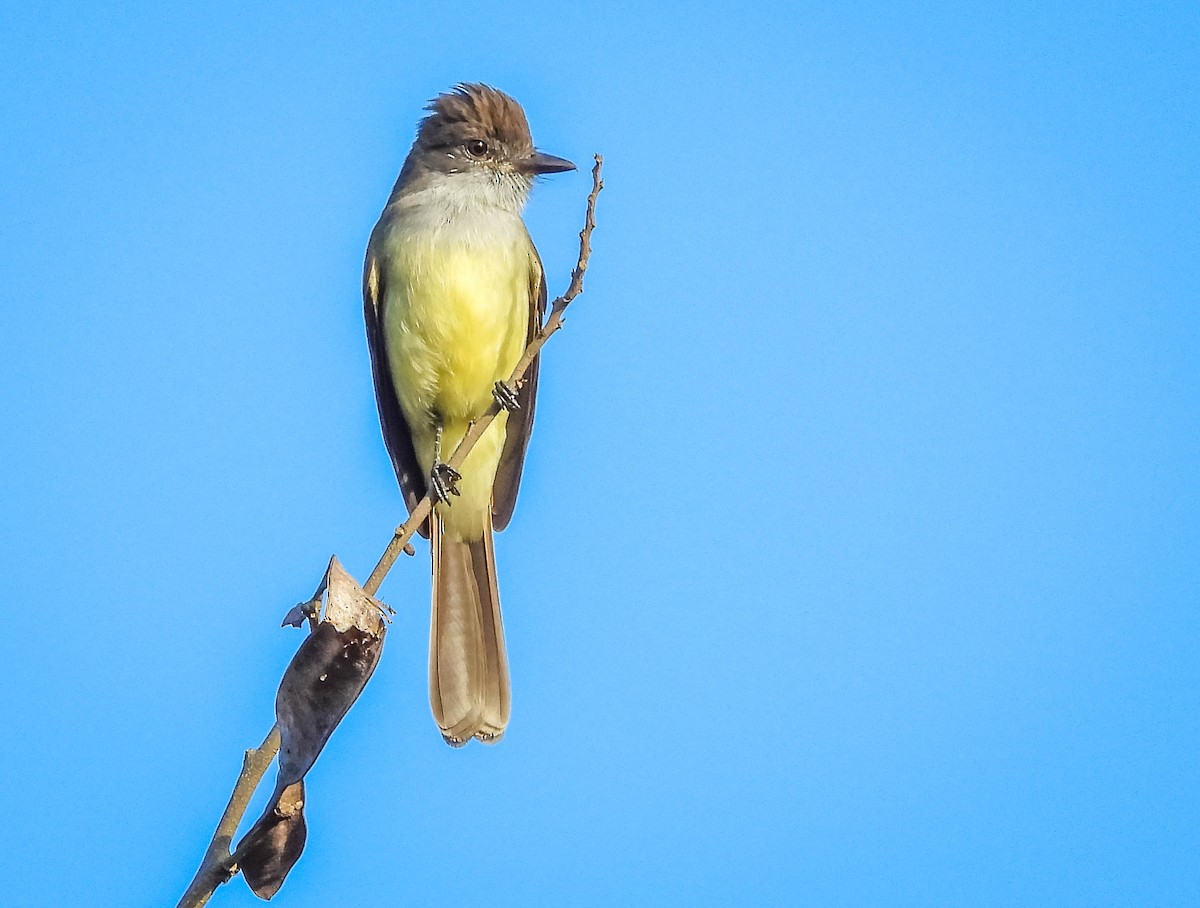 Short-crested Flycatcher - José Silvestre Vieira