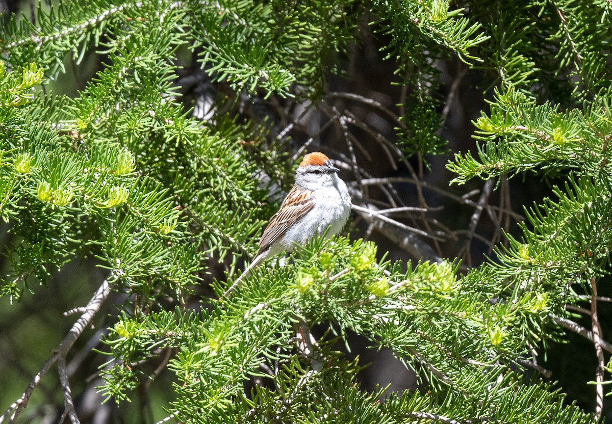 Chipping Sparrow - ML620741994