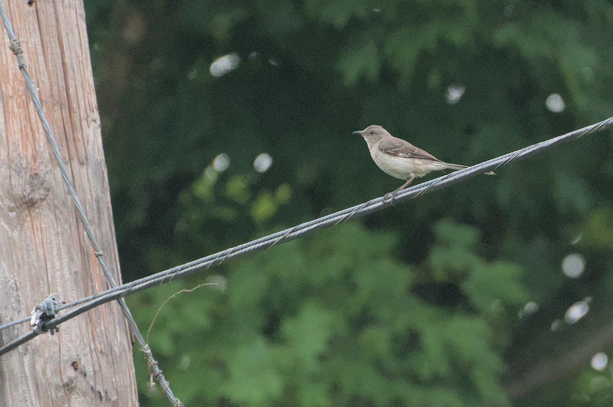 Northern Mockingbird - Robert Howard