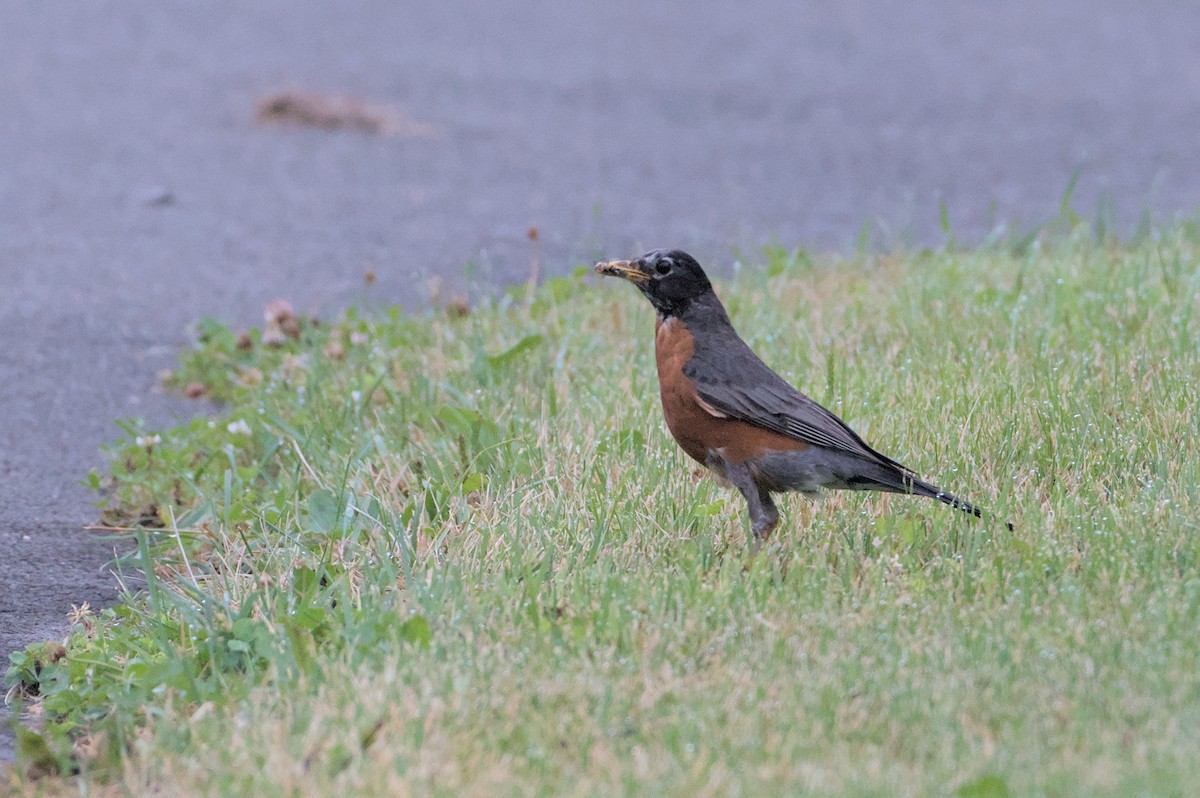 American Robin - ML620741998