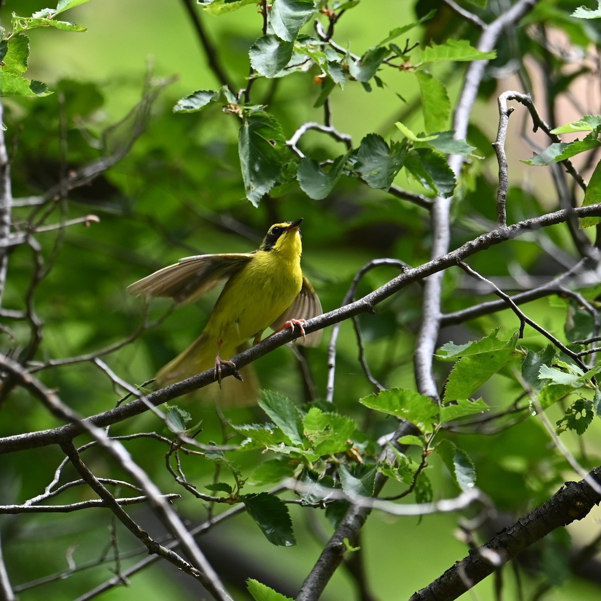 Kentucky Warbler - ML620741999