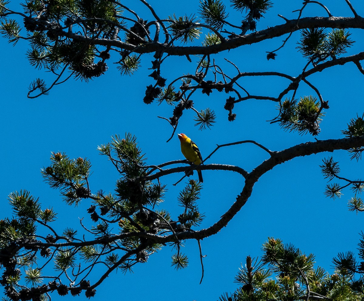 Western Tanager - ML620742006