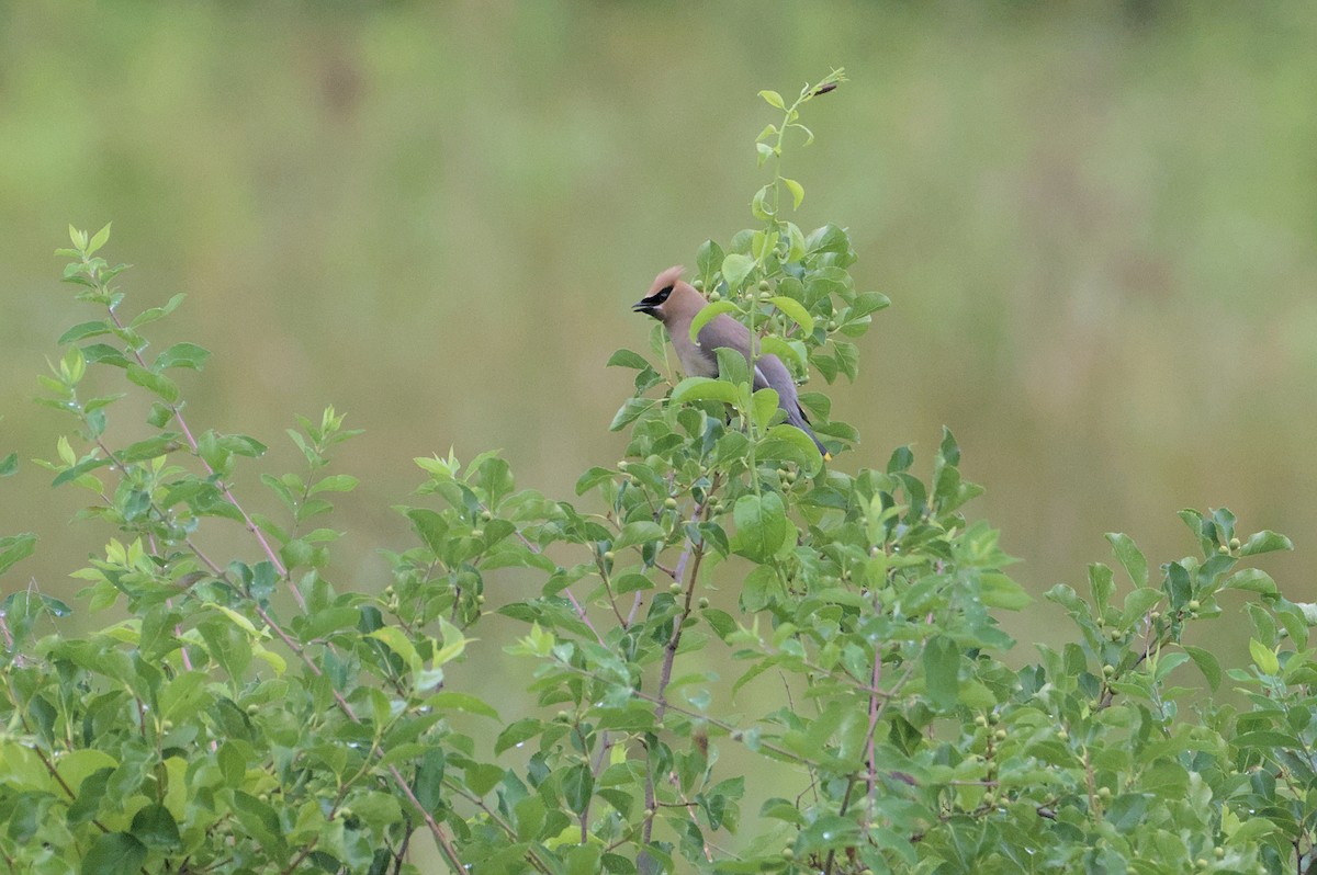 Cedar Waxwing - ML620742007