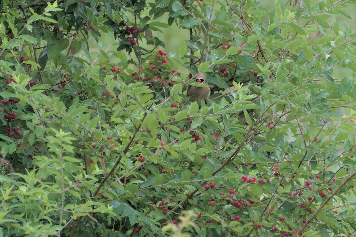 Cedar Waxwing - ML620742008