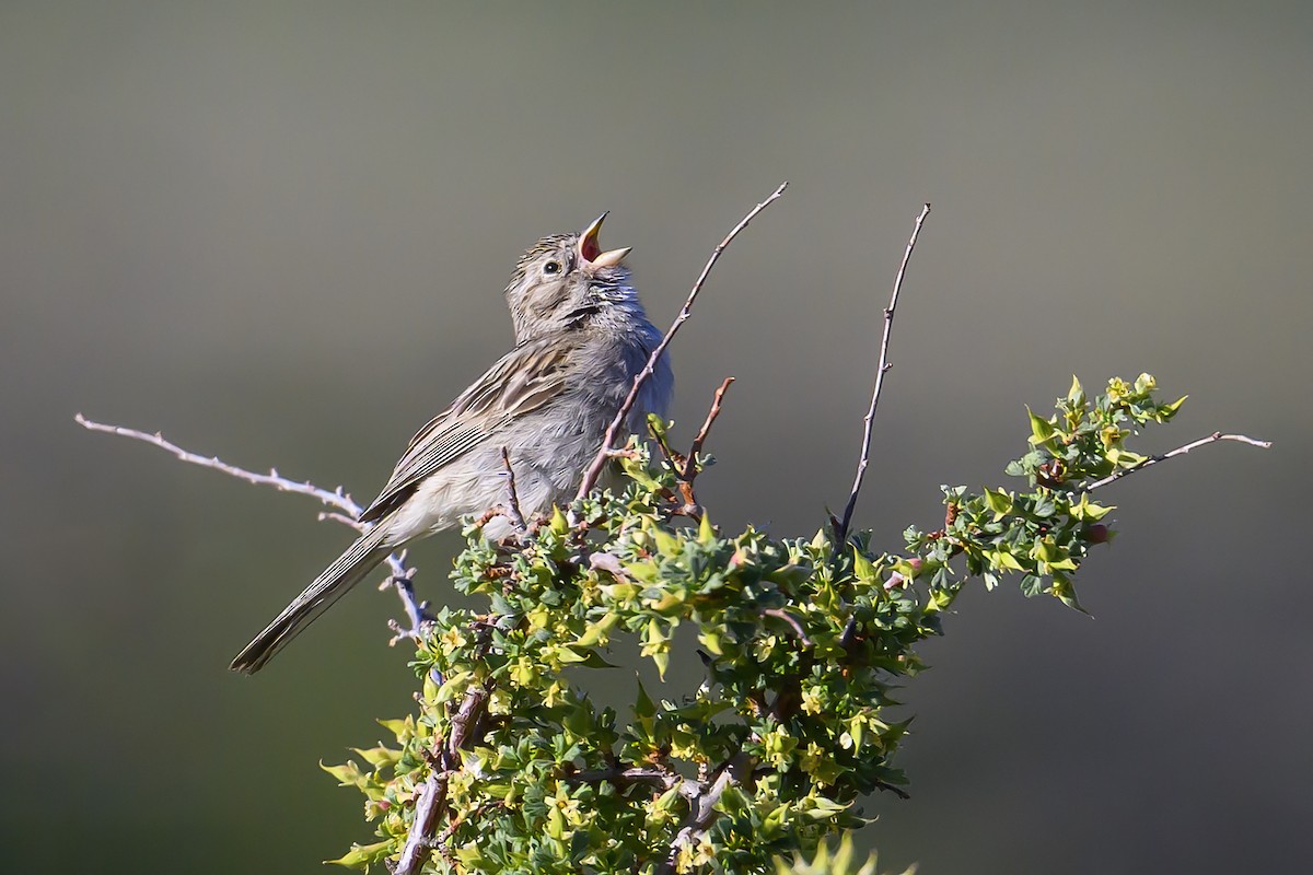 Brewer's Sparrow - ML620742010