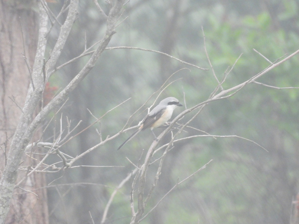 Long-tailed Shrike - ML620742011