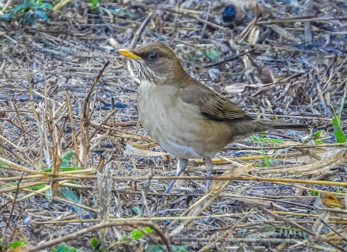 Creamy-bellied Thrush - ML620742012