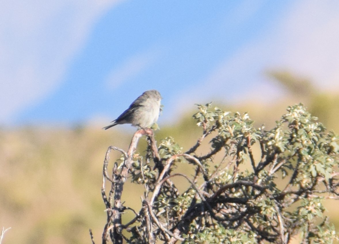 Ash-breasted Sierra Finch - Reynaldo Valdivia Reyes