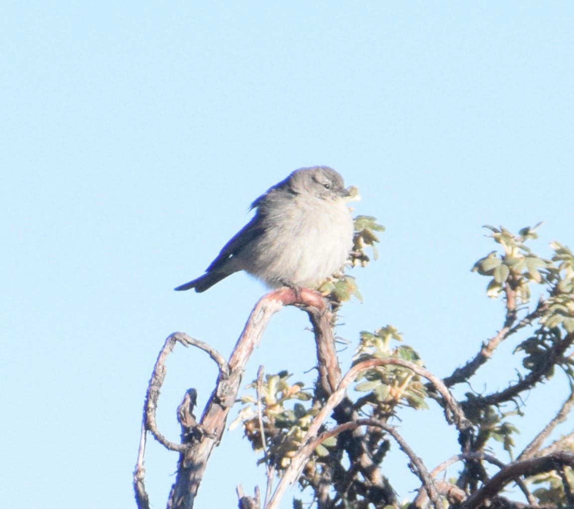 Ash-breasted Sierra Finch - ML620742014