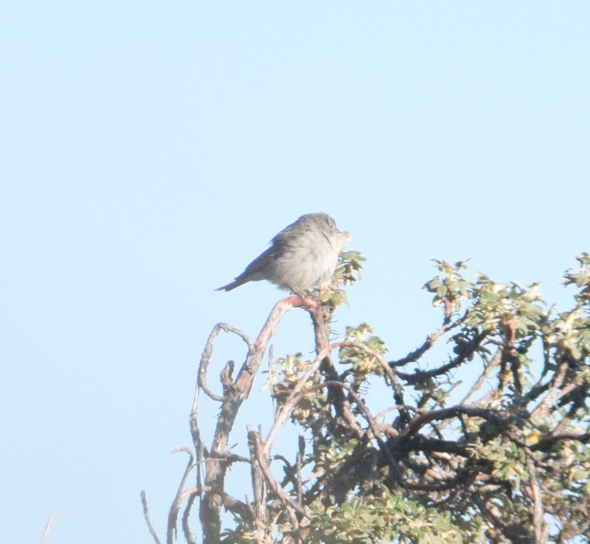 Ash-breasted Sierra Finch - ML620742015