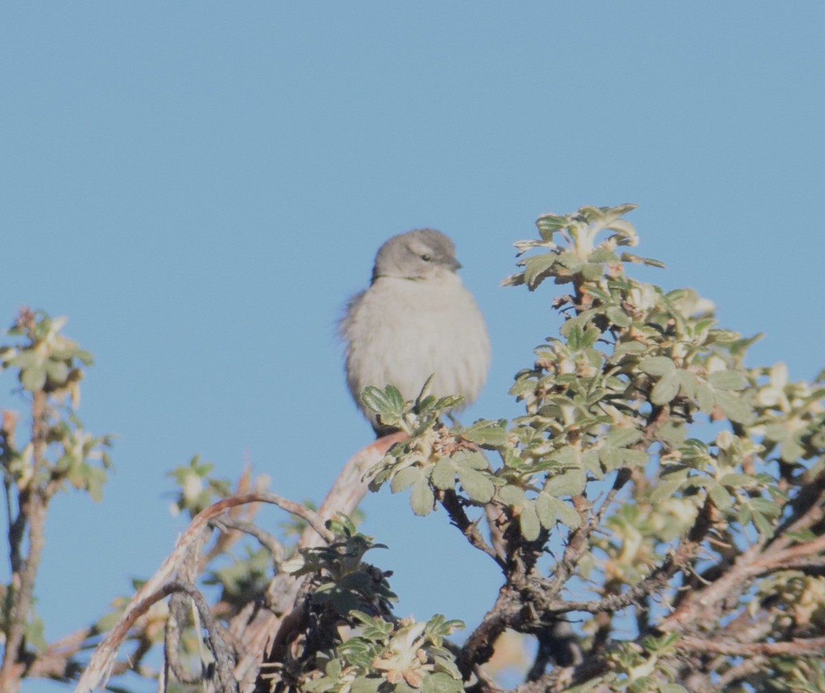 Ash-breasted Sierra Finch - ML620742016