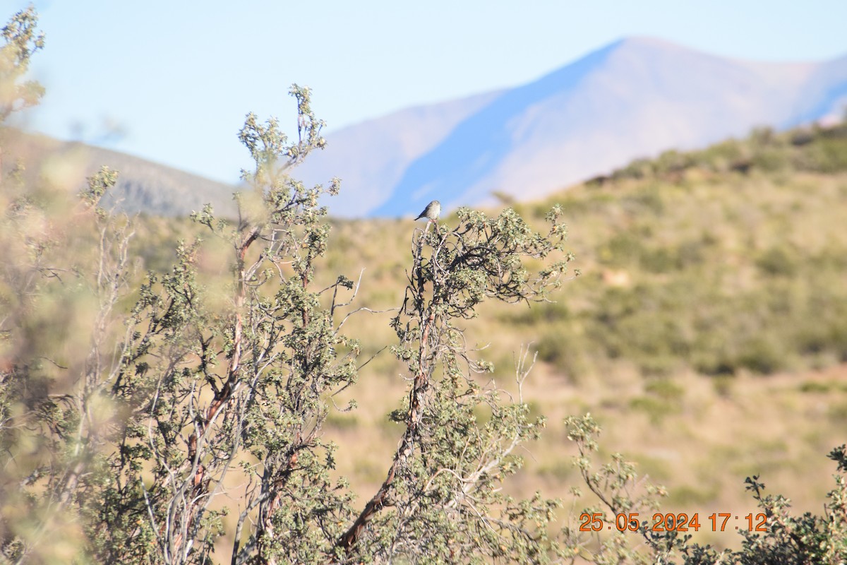 Ash-breasted Sierra Finch - ML620742017