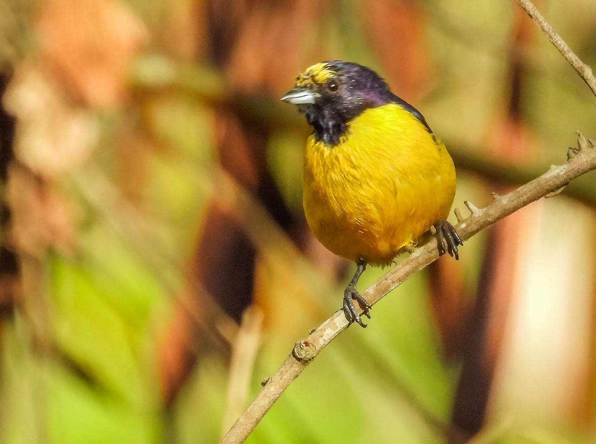 Purple-throated Euphonia - ML620742020