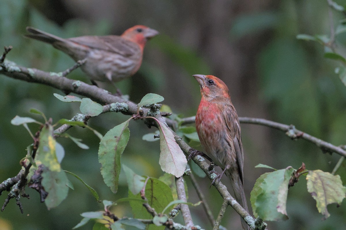 House Finch - ML620742021