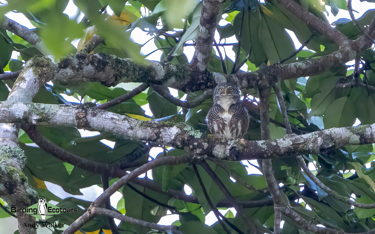 Collared Owlet - ML620742024