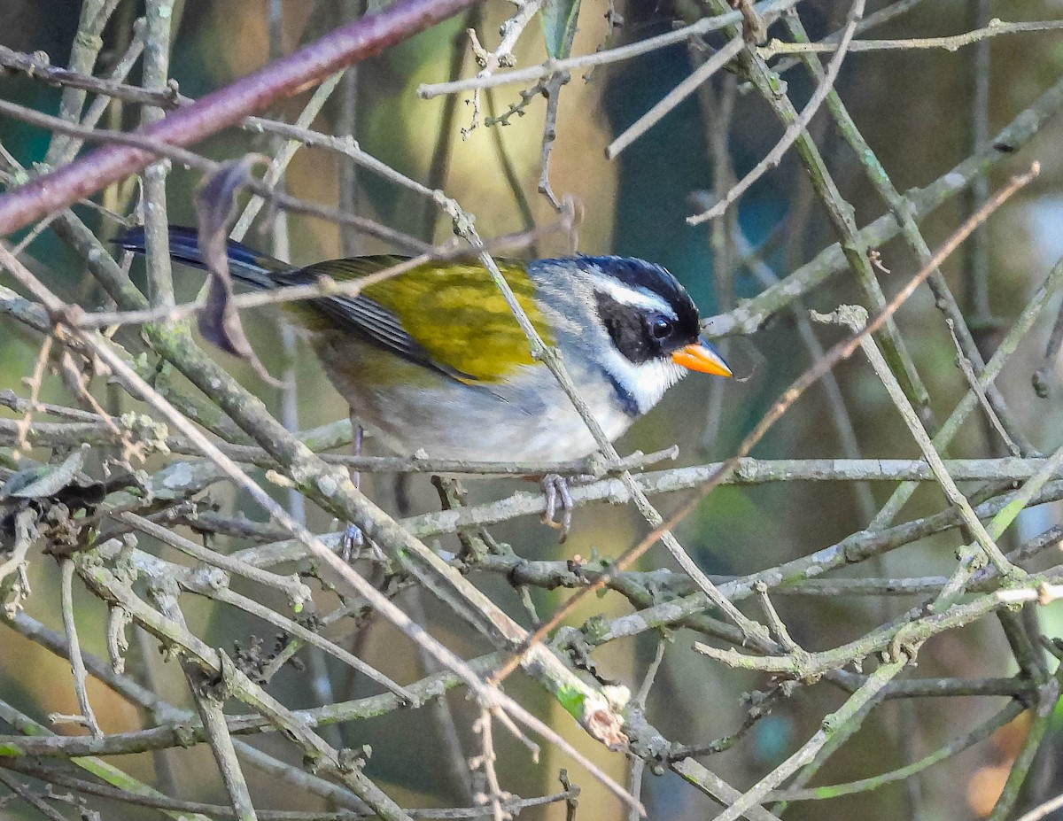 Saffron-billed Sparrow (Saffron-billed) - ML620742026