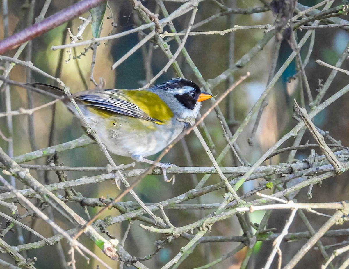 Cerquero Piquiamarillo (dorsiverde) - ML620742027