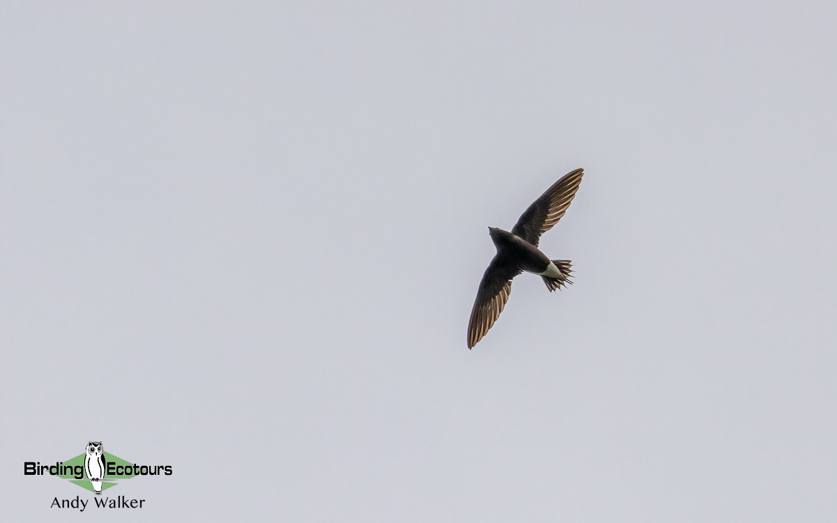 Brown-backed Needletail - ML620742029