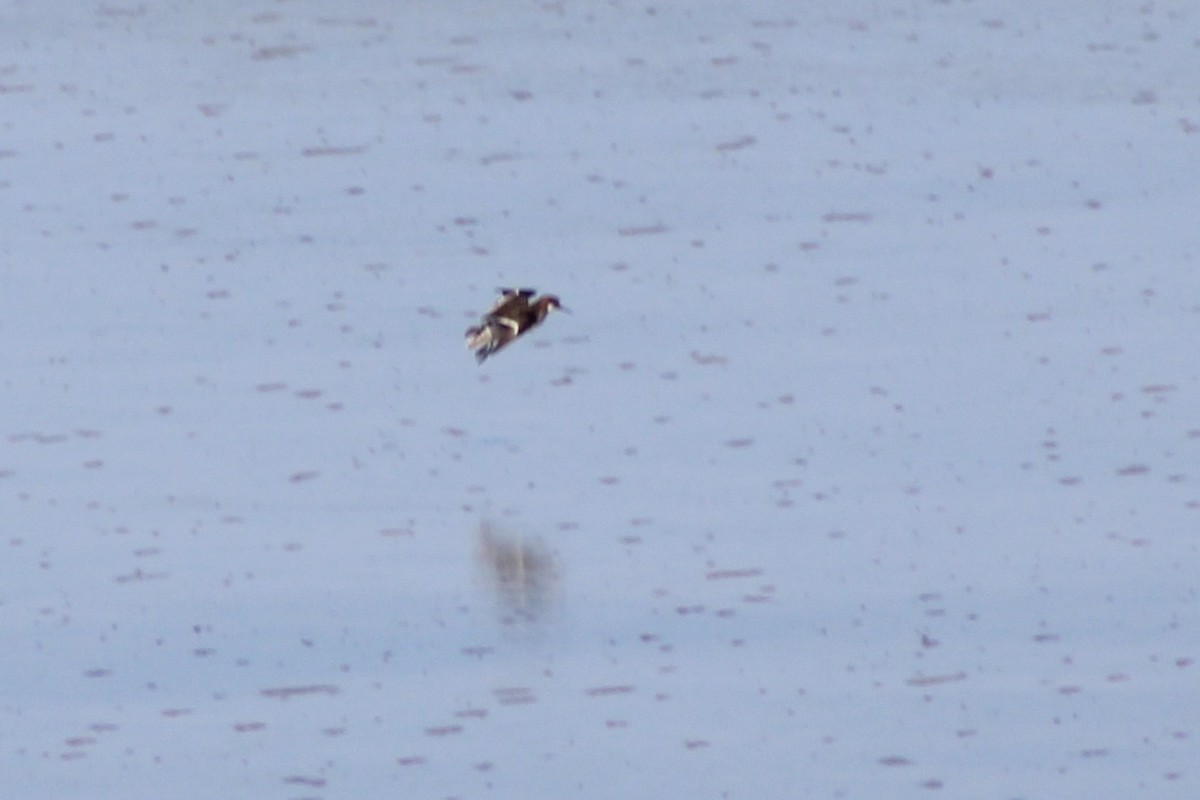 Phalarope à bec étroit - ML620742035