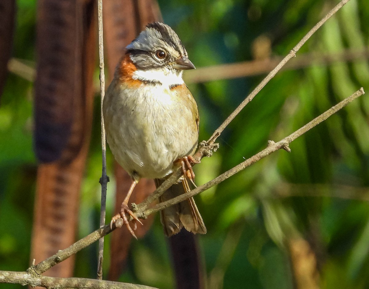 Rufous-collared Sparrow - ML620742036