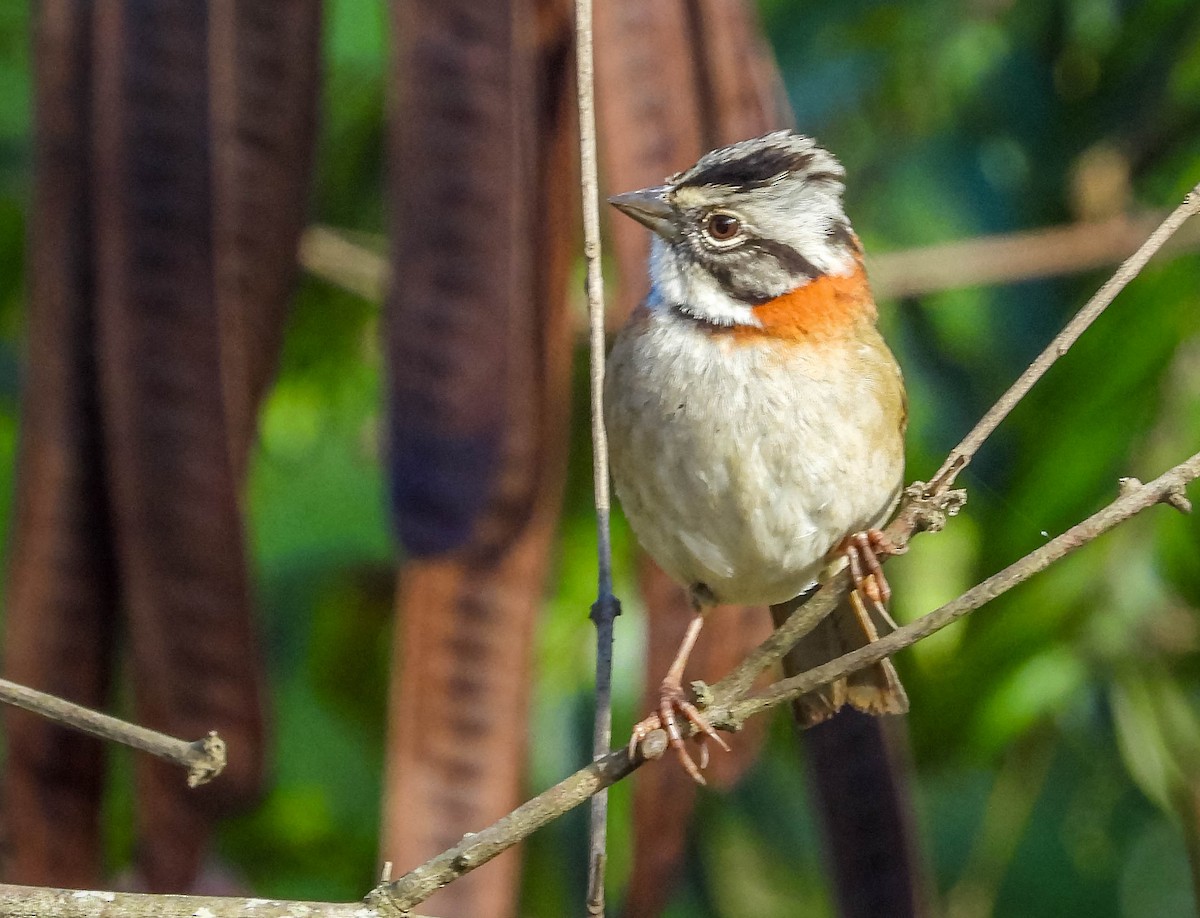 Rufous-collared Sparrow - ML620742037