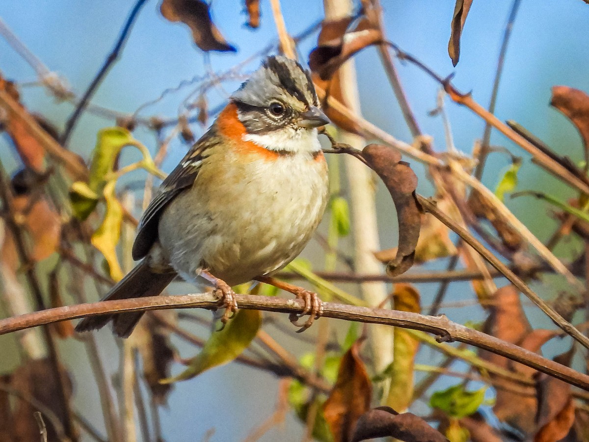 Rufous-collared Sparrow - ML620742038