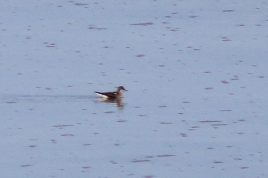 Red-necked Phalarope - ML620742039