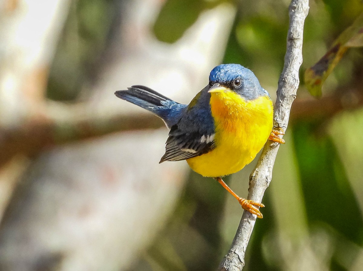 Tropical Parula - ML620742044