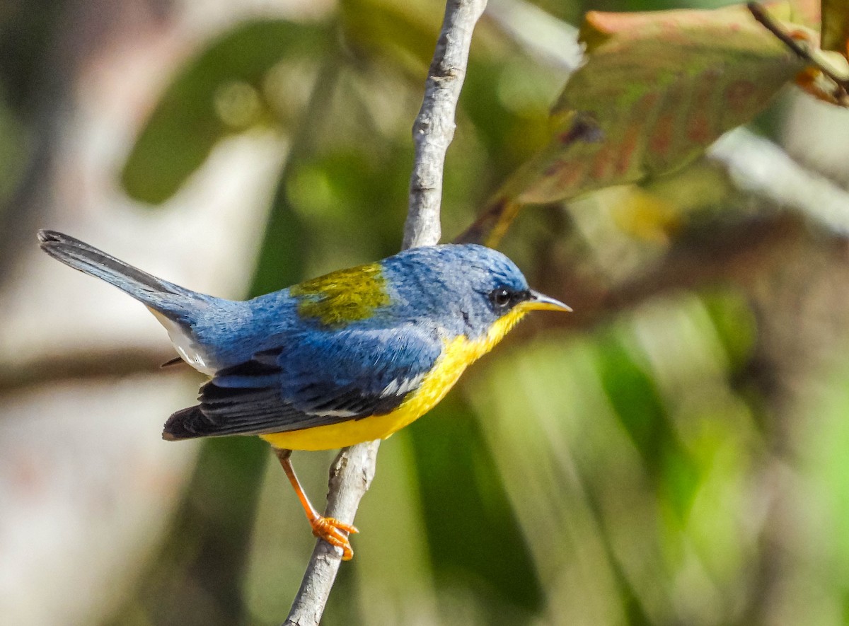 Tropical Parula - ML620742046