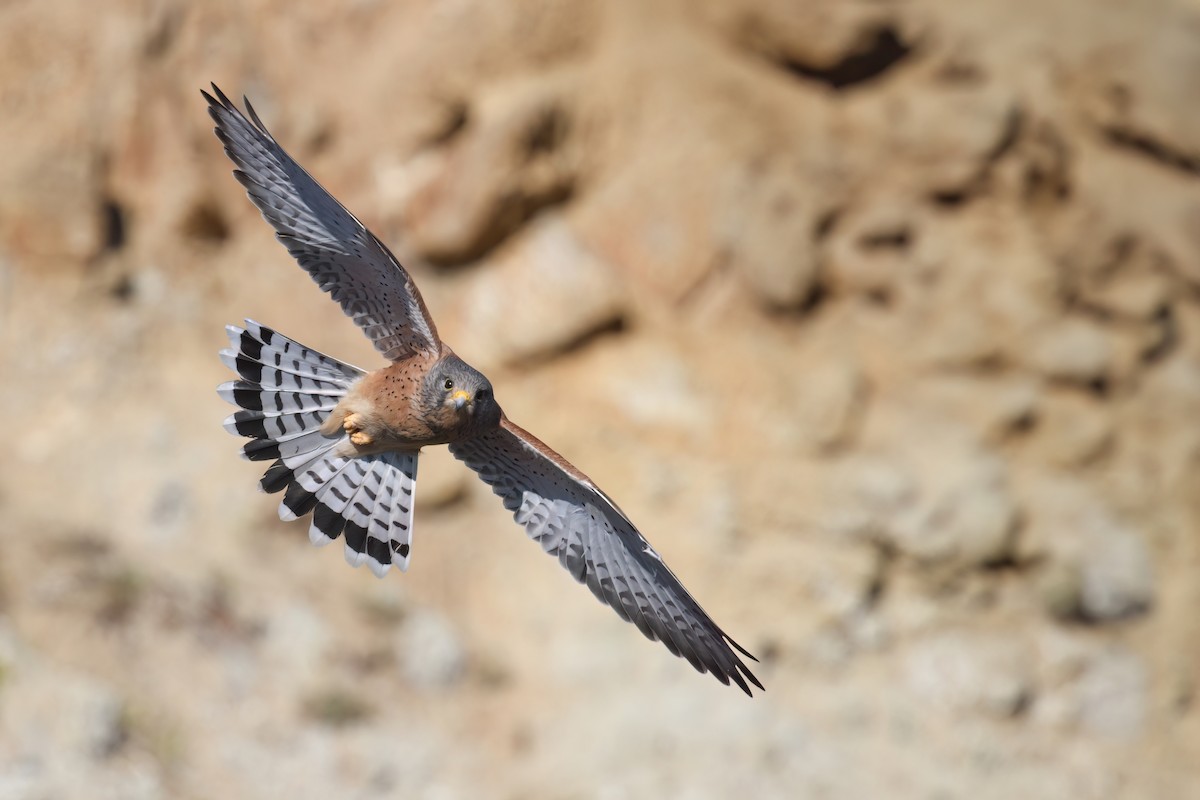 Rock Kestrel - ML620742049