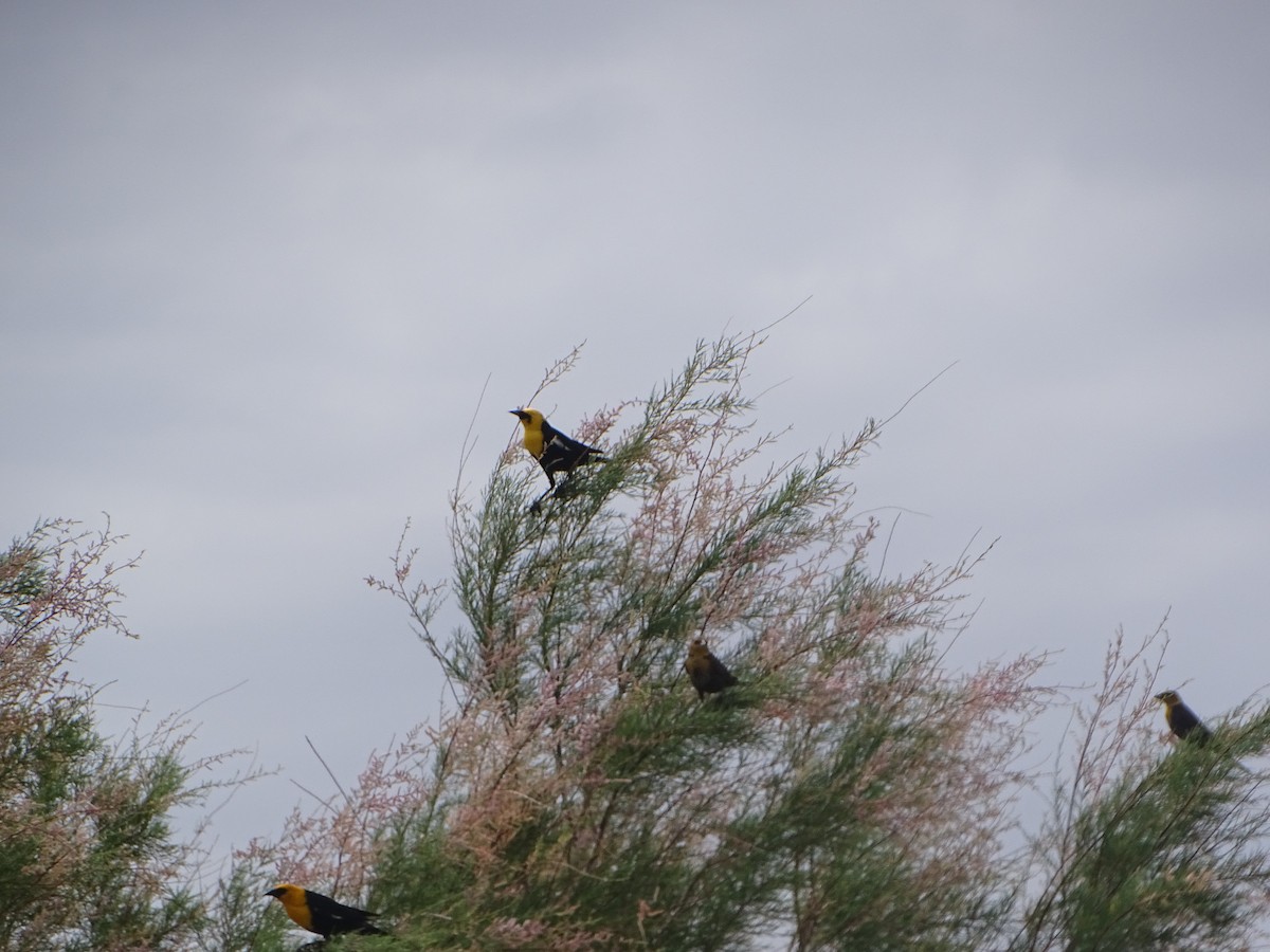 Yellow-headed Blackbird - ML620742056