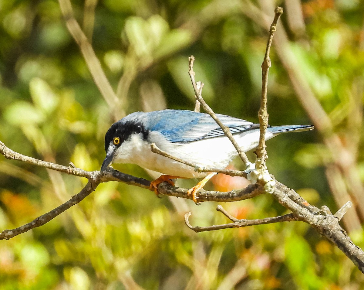 Hooded Tanager - ML620742066