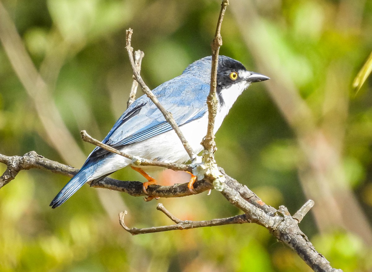 Hooded Tanager - ML620742067