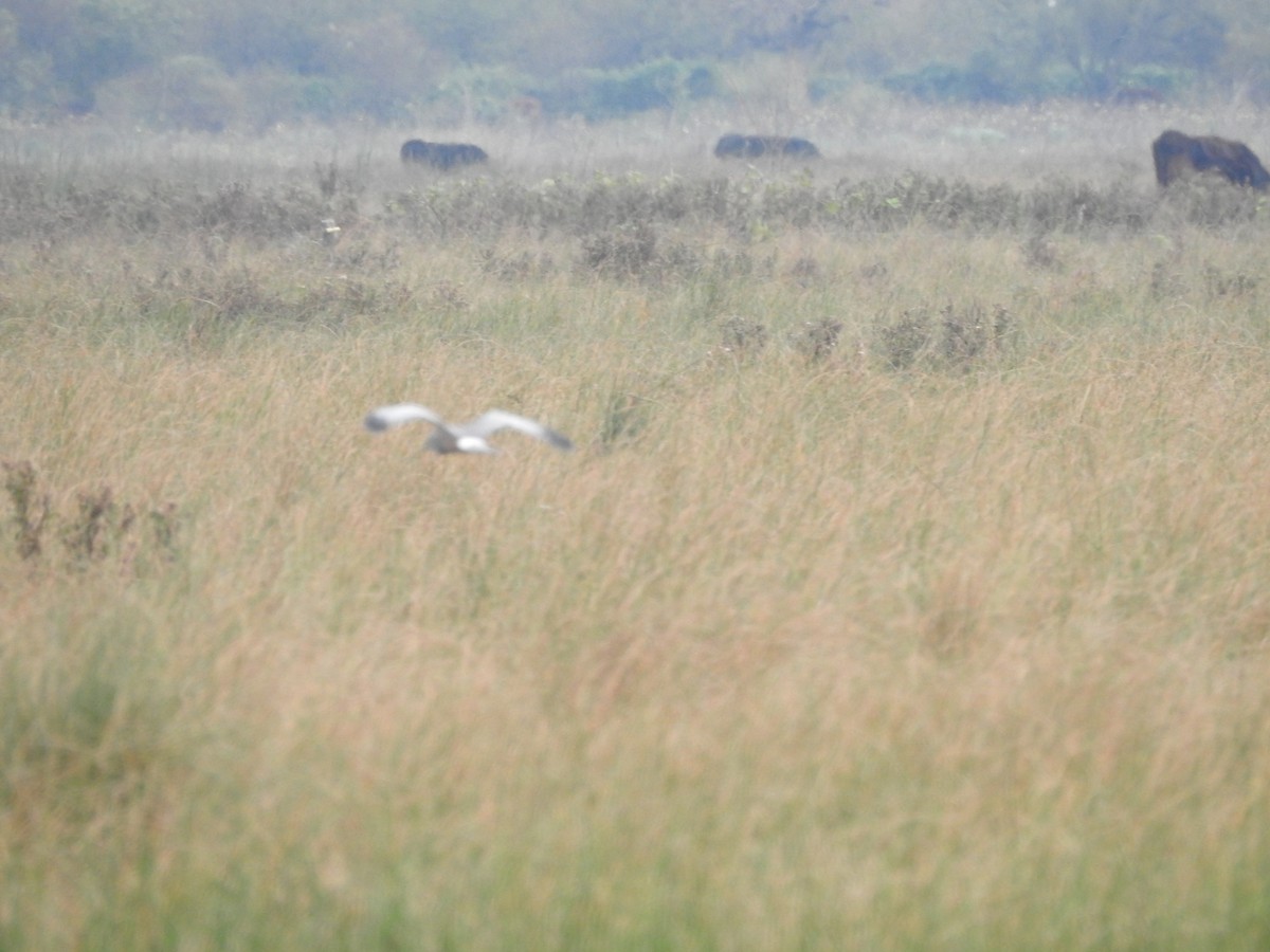 Cinereous Harrier - Carlos Galvan