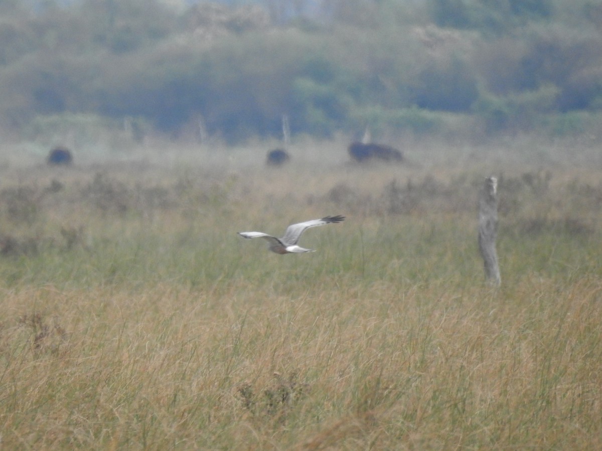 Cinereous Harrier - ML620742073