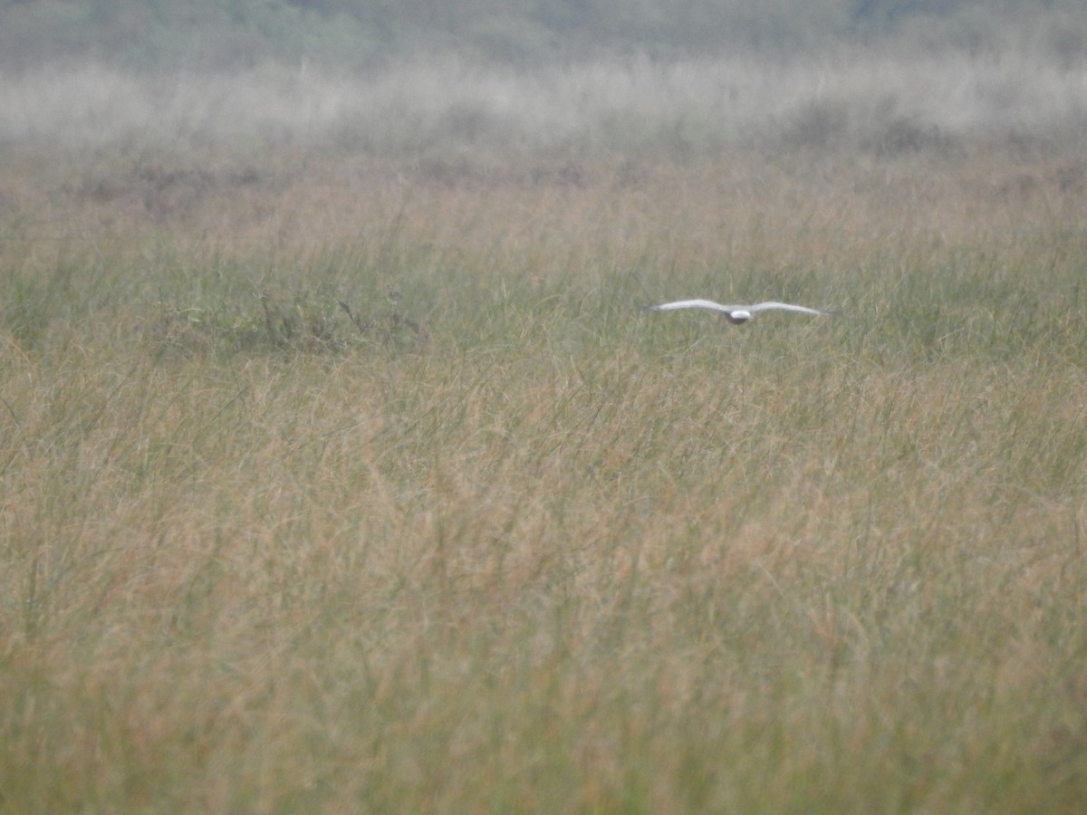 Cinereous Harrier - Carlos Galvan