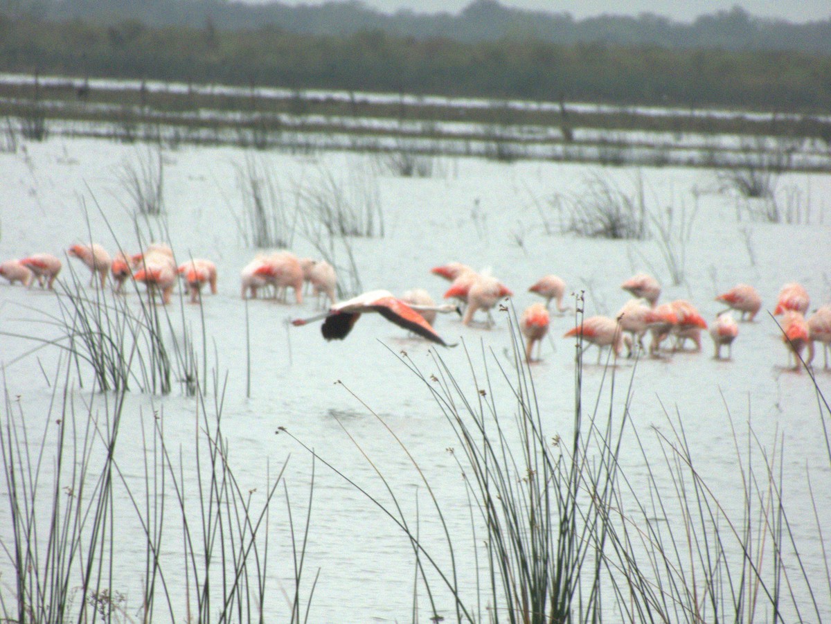 Chilean Flamingo - ML620742078
