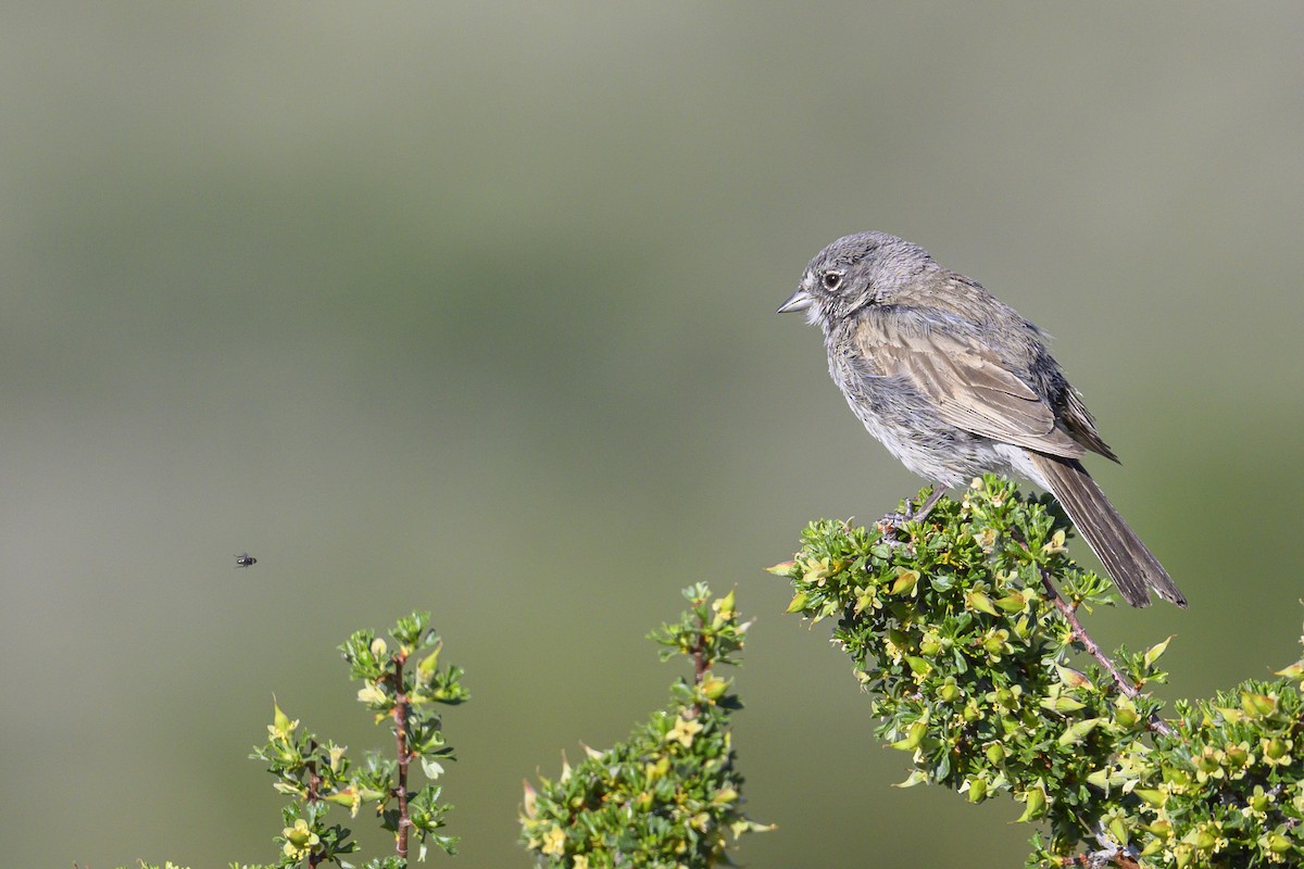 Sagebrush Sparrow - ML620742087