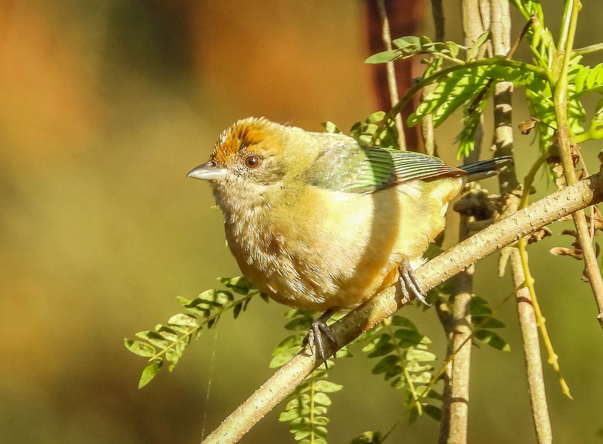 Burnished-buff Tanager - ML620742090