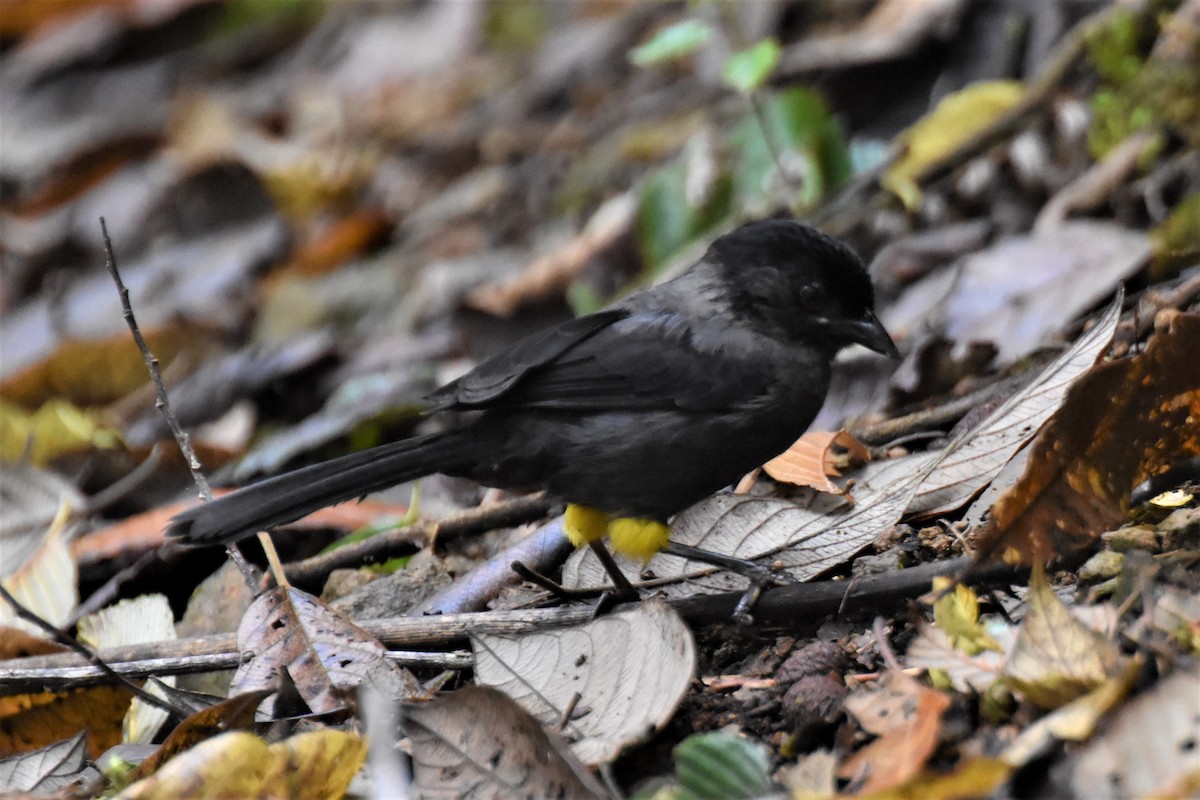 Yellow-thighed Brushfinch - ML620742092