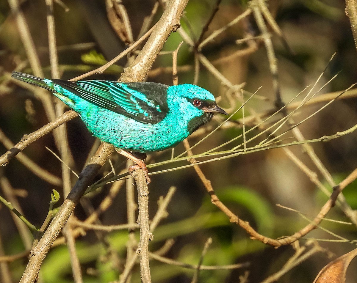 Blue Dacnis - ML620742094