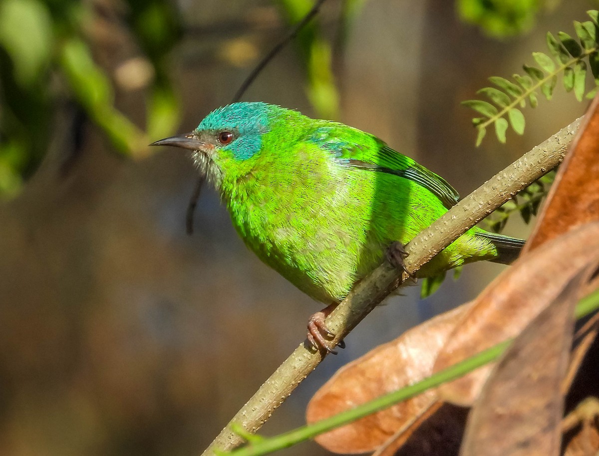 Blue Dacnis - ML620742095