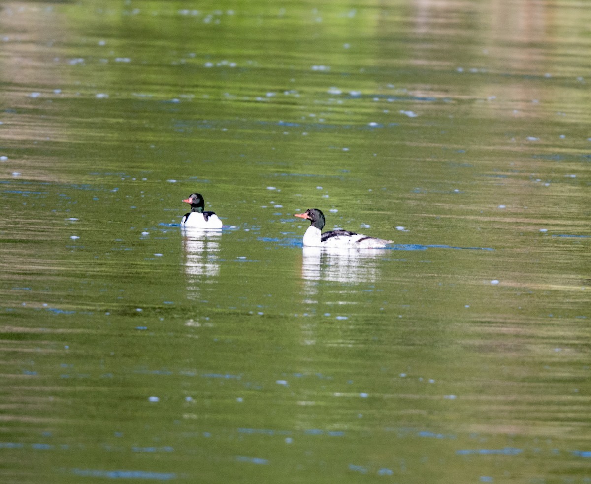 Common Merganser - ML620742098